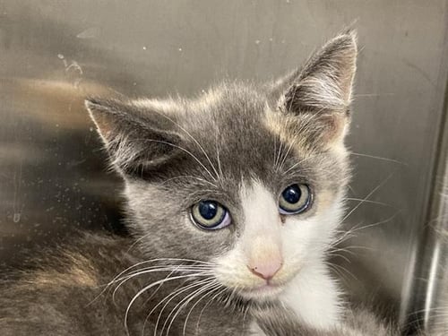 JESENIA - Domestic Medium Hair available for adoption