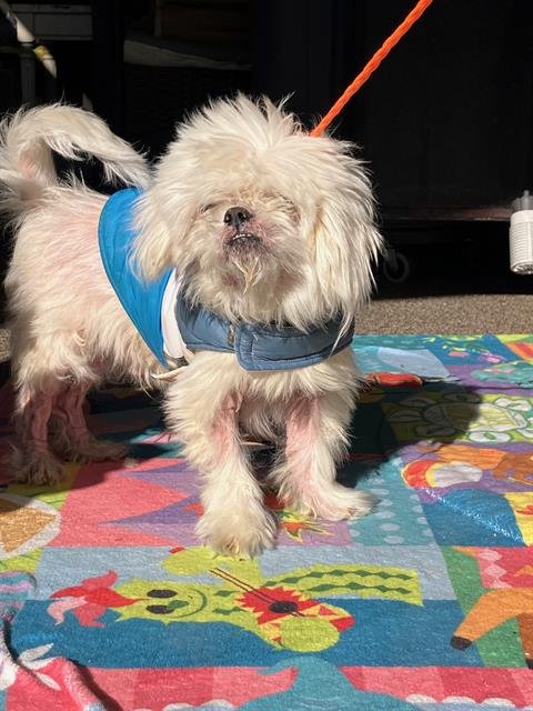 SINBAD - Shih Tzu available for adoption