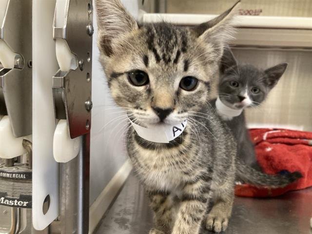 TABBY Image