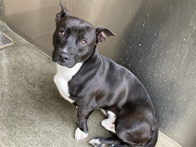 THORIN - Pit Bull Terrier available for adoption