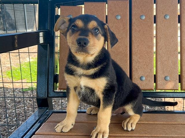 SHAW - German Shepherd Dog available for adoption