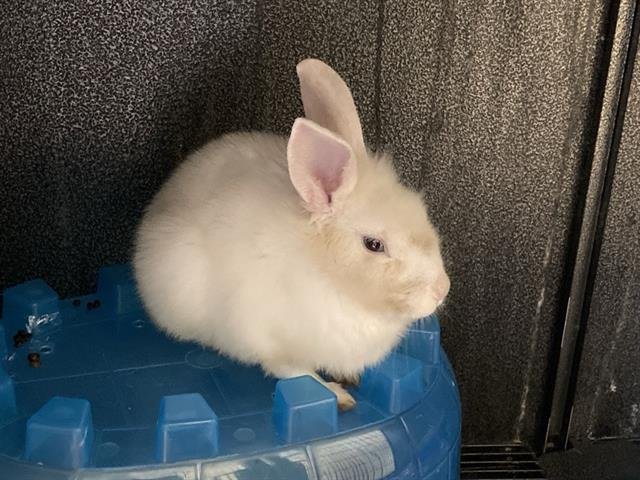 FLORA - Shorthaired Rabbit available for adoption