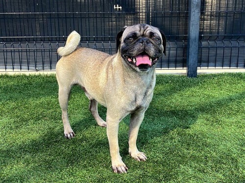 KEANU - Pug available for adoption