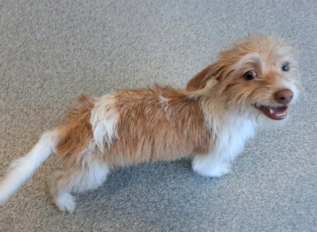 CHLOE - Cairn Terrier / Dachshund available for adoption