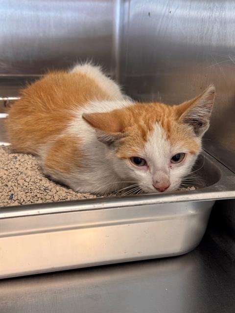 FREEDOM - Domestic Short Hair available for adoption