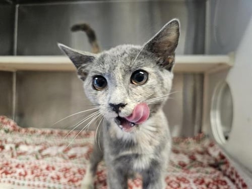 RHAENA - Domestic Short Hair available for adoption