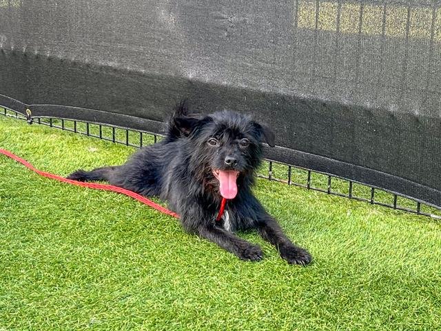 PRINGLES - Brussels Griffon / Cairn Terrier available for adoption