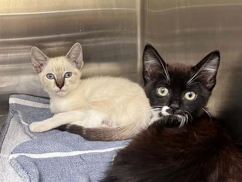 WILD WADE - Siamese available for adoption