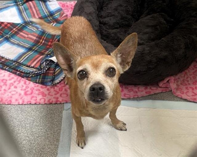 DAPHNE - Chihuahua available for adoption
