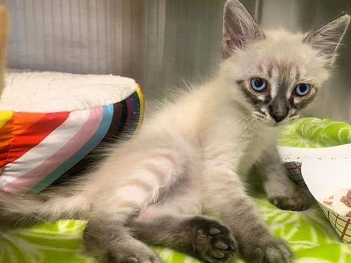 AXEL - Siamese available for adoption