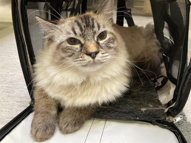 TAZ - Himalayan available for adoption