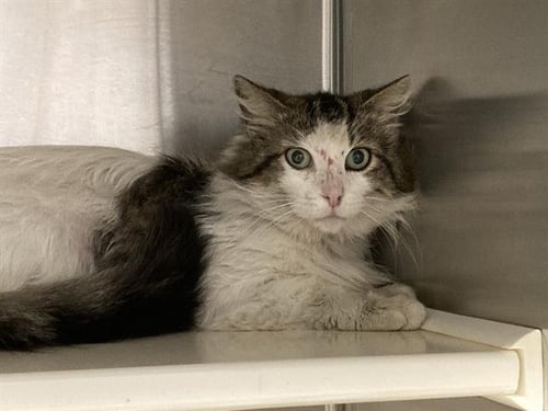 SPARROW - Domestic Medium Hair available for adoption