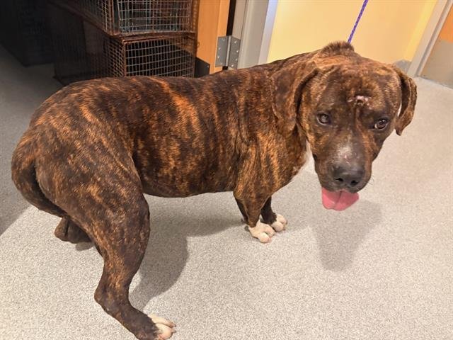 POOH - Mastiff / Pit Bull Terrier available for adoption