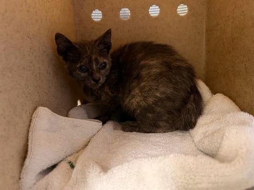 MYRTLE - Domestic Short Hair available for adoption