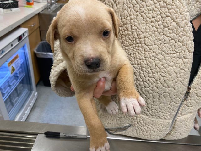 TACO - Australian Cattle Dog/Blue Heeler available for adoption