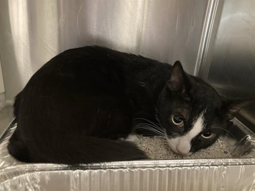 FRENCH ONION - Domestic Short Hair available for adoption