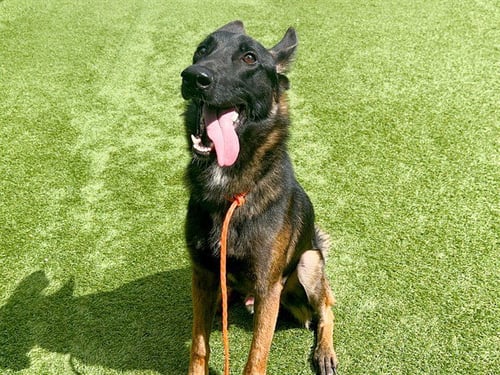 BALOO - Belgian Shepherd Malinois / German Shepherd Dog available for adoption