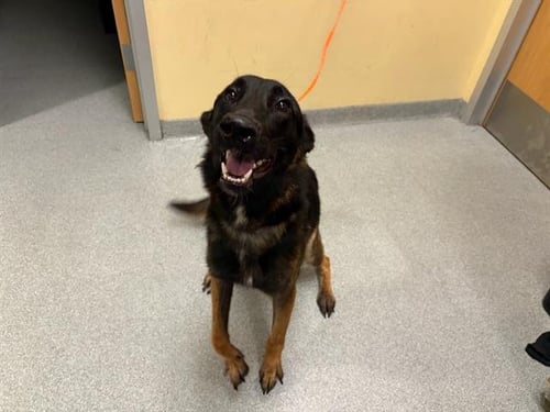 BALOO - Belgian Shepherd Malinois / German Shepherd Dog available for adoption
