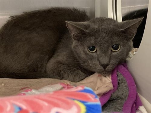 PAUL - Domestic Short Hair available for adoption