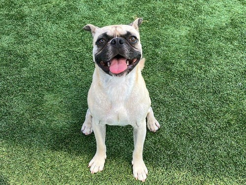 TURTLE - Pug / French Bulldog available for adoption