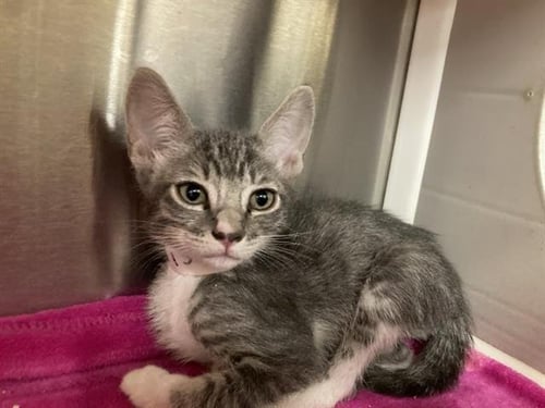 ANDY - Domestic Short Hair available for adoption