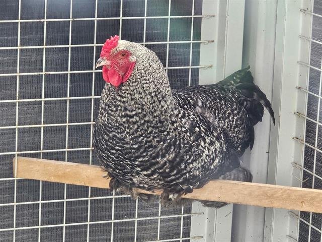 FOWLER - Barred Rock available for adoption