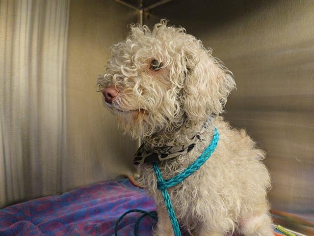 ABNER - Poodle (Miniature) available for adoption