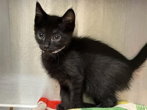 MAVERICK - Domestic Short Hair available for adoption