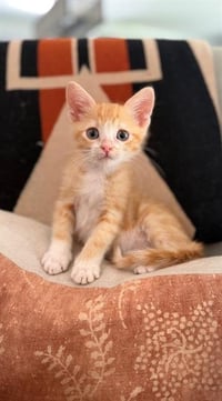 PIP - Photo 1
