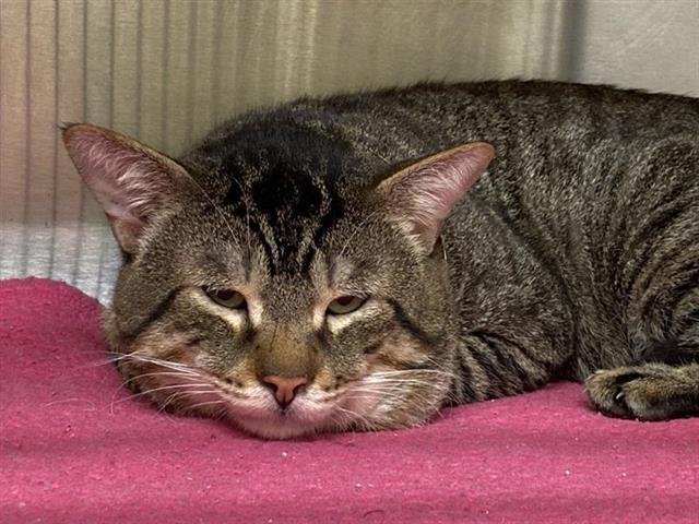 SULLIVAN - Domestic Short Hair available for adoption