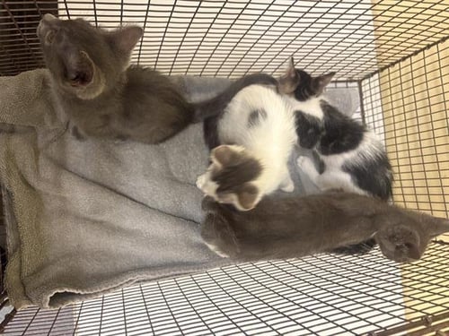 AURORA - Domestic Short Hair available for adoption