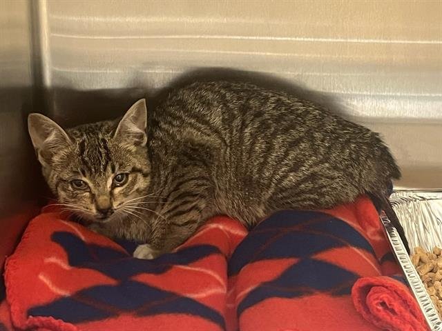 TEELA - Domestic Short Hair available for adoption