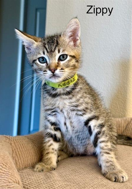 ZIPPY - Domestic Short Hair available for adoption