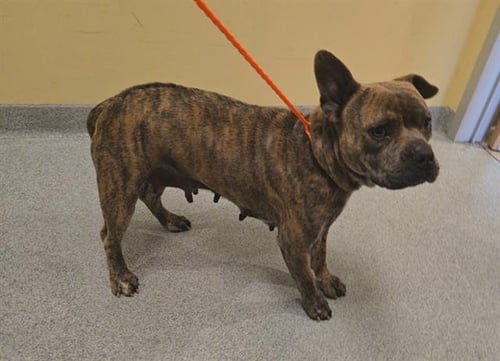 BLUEBERRY - Staffordshire Bull Terrier available for adoption