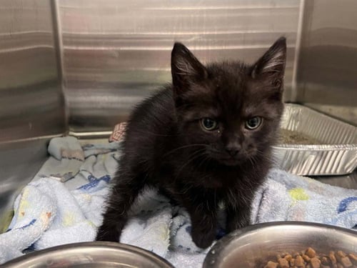 SALEM - Domestic Short Hair available for adoption