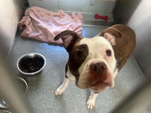PHOEBE - Pit Bull Terrier available for adoption