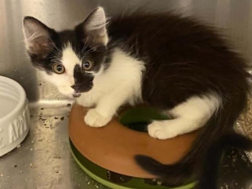 HANNAH BANANA - Domestic Short Hair available for adoption