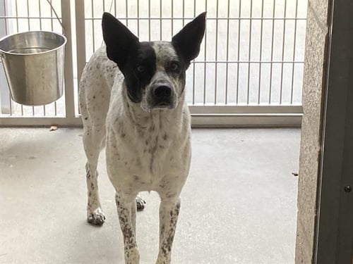 YANKEE - Australian Cattle Dog/Blue Heeler available for adoption