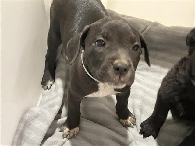 CLARICE - Labrador Retriever available for adoption