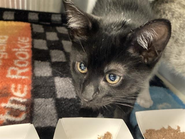 CUDDLES - Domestic Short Hair available for adoption