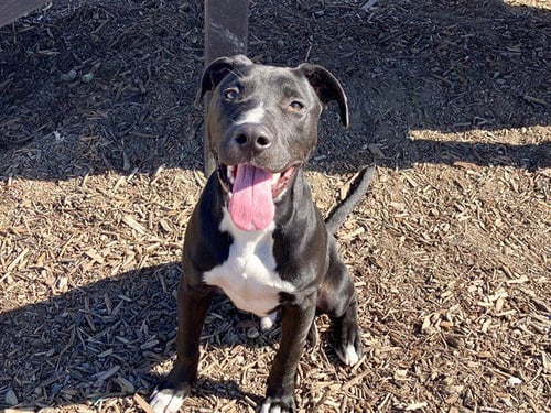 FLYNN - Pit Bull Terrier available for adoption