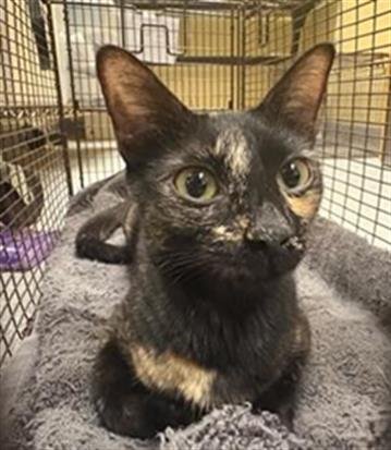 HERA - Domestic Short Hair available for adoption