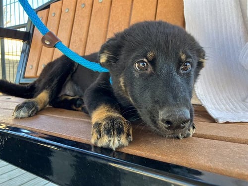 CAPELLA - German Shepherd Dog available for adoption
