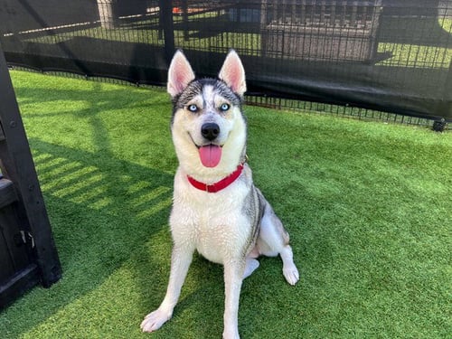 HOLLY - Siberian Husky available for adoption