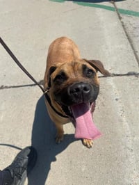 TOSTADA - Photo 1
