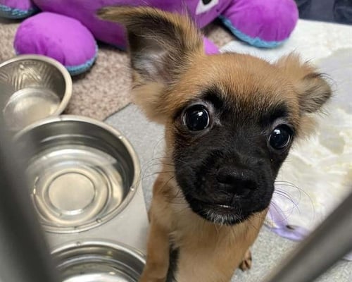 SHARKINA - Papillon / Chihuahua available for adoption
