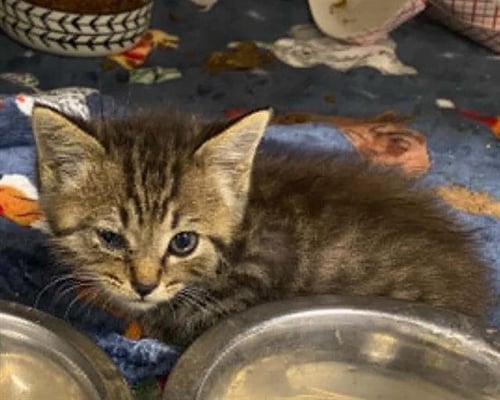 ERNIE - Domestic Medium Hair available for adoption