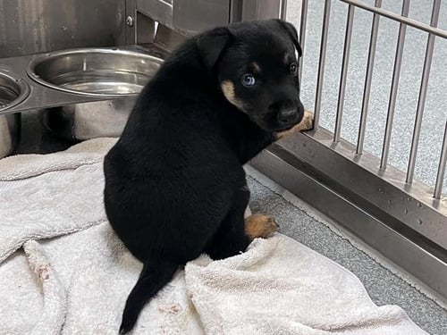 TERRASEN - German Shepherd Dog / Rottweiler available for adoption