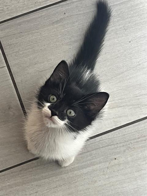 SWEETS - Domestic Short Hair available for adoption