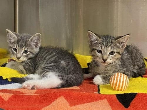 CHOLULA - Domestic Short Hair available for adoption